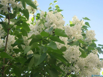 Декоративные садовые растения. - сир2.jpg