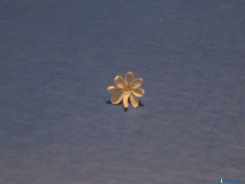 Декоративные садовые растения. - с.jpg