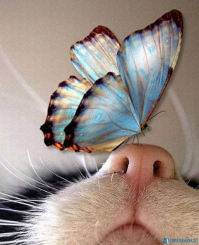 Доброго утра Хорошего дня Спокойной ночи  - image (12).jpeg