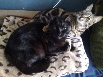 Клуб фелинологов-любителей  - IMG-20200601-WA0001.jpg