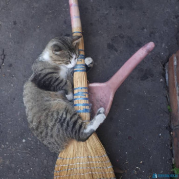 Клуб фелинологов-любителей  - IMG_20200606_110607_005.jpg