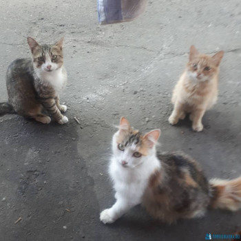 Так смотрят коты,которых сегодня ни разу не покормили...китикэт,кусочки колбаски и миска молока на котоморду не в счет...