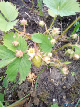 Чем сегодня занимались - IMG_20200612_163405.jpg