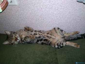 Клуб фелинологов-любителей  - IMG_20200612_170152.jpg