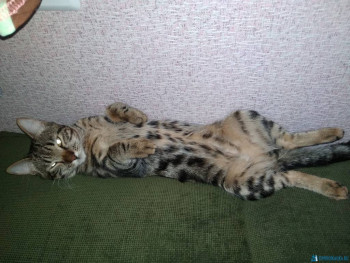 Клуб фелинологов-любителей  - IMG_20200612_170143.jpg