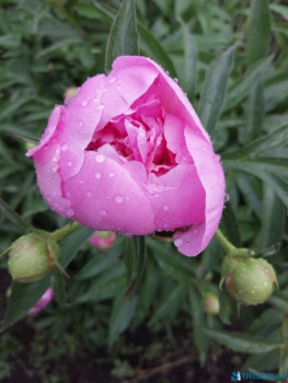 Декоративные садовые растения. - IMG-20200612-WA0005.jpg