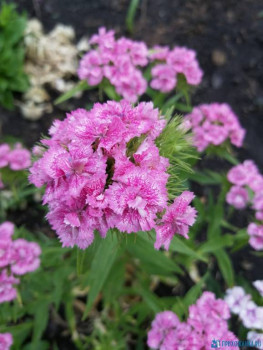 Декоративные садовые растения. - IMG-20200612-WA0006.jpg