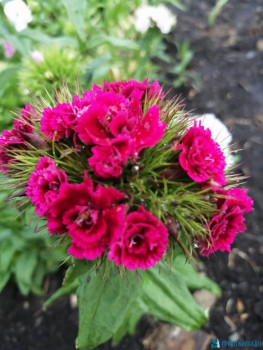 Декоративные садовые растения. - IMG-20200612-WA0009.jpg