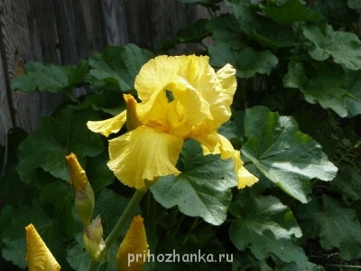 Декоративные садовые растения. - P1030836.JPG