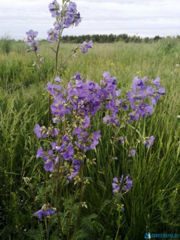 Рассветы... Закаты... - IMG_20200613_063357.jpg