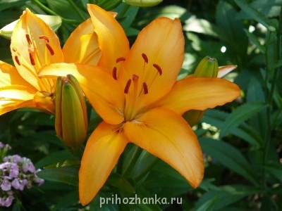 Декоративные садовые растения. - P1040009.JPG