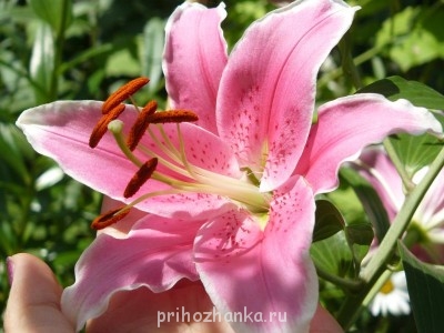 Декоративные садовые растения. - P1040155.JPG