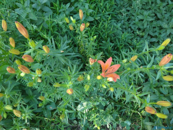 Лилии и мята.