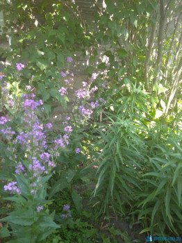 Свекровь называет их герперисами.