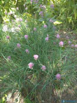 Садово-огородные дела. - IMG_20200613_141129_1.jpg