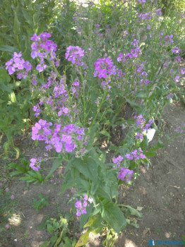 Садово-огородные дела. - IMG_20200613_141143_1.jpg