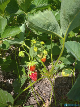 Садово-огородные дела. - IMG_20200613_141328.jpg