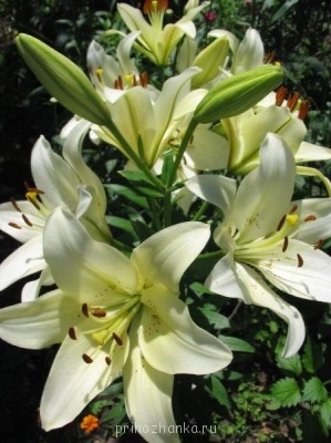 Декоративные садовые растения. - IMG_7125.jpg