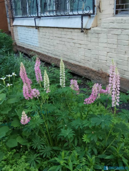 Декоративные садовые растения. - IMG_2020-06-16_075156.jpg