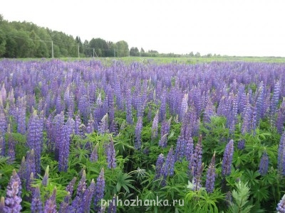 Декоративные садовые растения. - IMG_1783.JPG