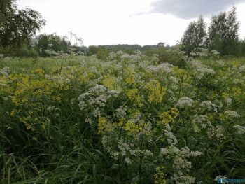 Поговорим о погоде - IMG_20200617_183025.jpg