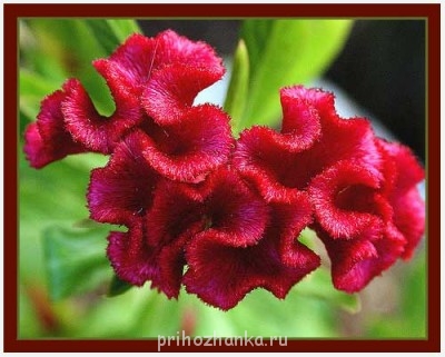 Любите ли вы деревенскую работу? - celosia_max.jpg