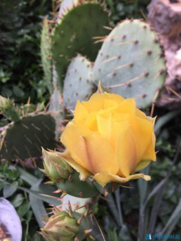 Декоративные садовые растения. - 2D2ADA0A-57BB-4F03-A1DE-5B8E777E2DEA.jpeg