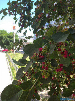 Декоративные садовые растения. - IMG_20200621_105150.jpg