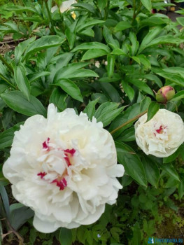 Декоративные садовые растения. - IMG-20200619-WA0005.jpg