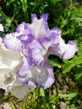 Декоративные садовые растения. - IMG-20200619-WA0009.jpg