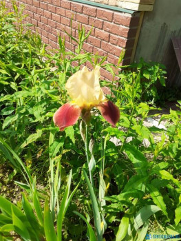 Декоративные садовые растения. - IMG-20200618-WA0005.jpg