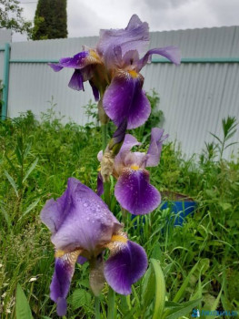 Декоративные садовые растения. - IMG-20200618-WA0009.jpg