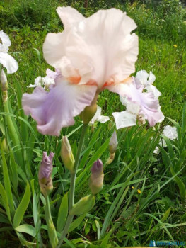 Декоративные садовые растения. - IMG-20200616-WA0006.jpg