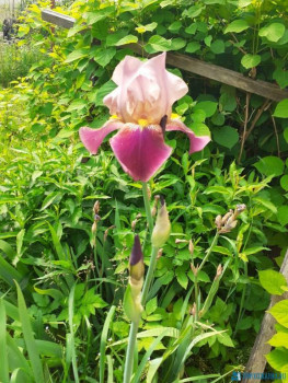 Декоративные садовые растения. - IMG-20200616-WA0000.jpg