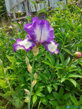 Декоративные садовые растения. - IMG-20200616-WA0003.jpg