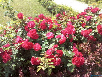 Чем сегодня занимались - IMG_20200621_104447.jpg