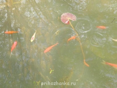 Золотые рыбки, начало мая, только выпустила с зимовки