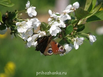 Вишня в цвету