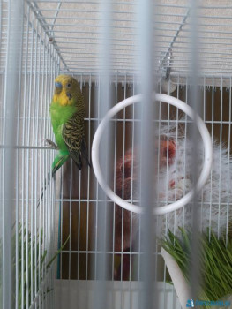 Попугайчики и все о них... - 20200622_162551.jpg