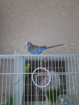 Попугайчики и все о них... - 20200622_162557.jpg