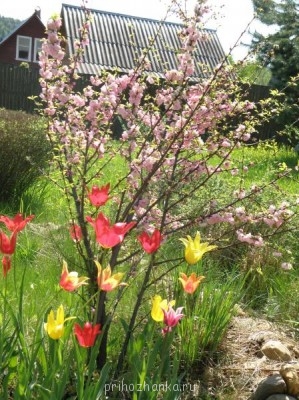 Миндаль, наконец не подмерз :)