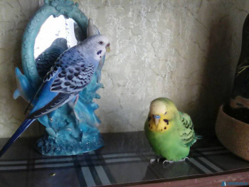 Попугайчики и все о них... - IMG-a941540c8b5ce1495066fb11e3f2aa37-V.jpg