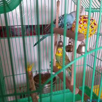 Попугайчики и все о них... - 20200623_113208.jpg