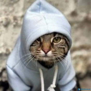 Клуб фелинологов-любителей  - DonAtHfy1dM.jpg