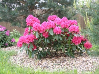 Рододендрончик