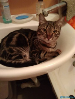 Клуб фелинологов-любителей  - IMG_20200616_133009.jpg