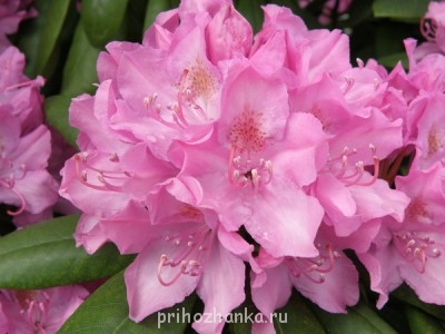 Соцветие рододендрона