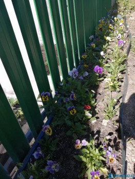 Декоративные садовые растения. - IMG_20200624_154852.jpg