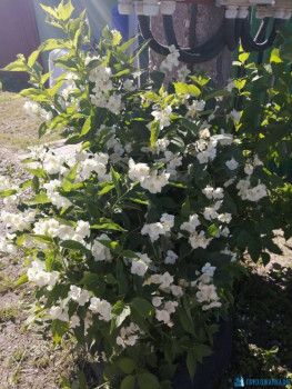 Декоративные садовые растения. - IMG_20200624_154918.jpg