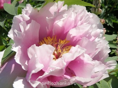 Древовидный пион, наша гордость. Размер раскрывшегося цветка с голову взрослого человека.